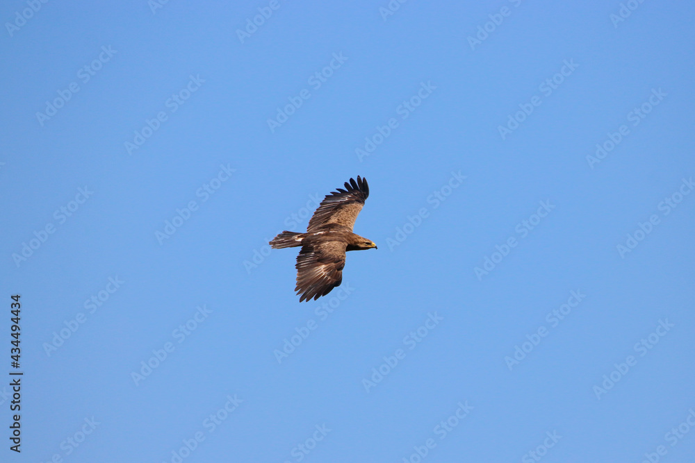 Aigle pomarin - Seul couple Français !