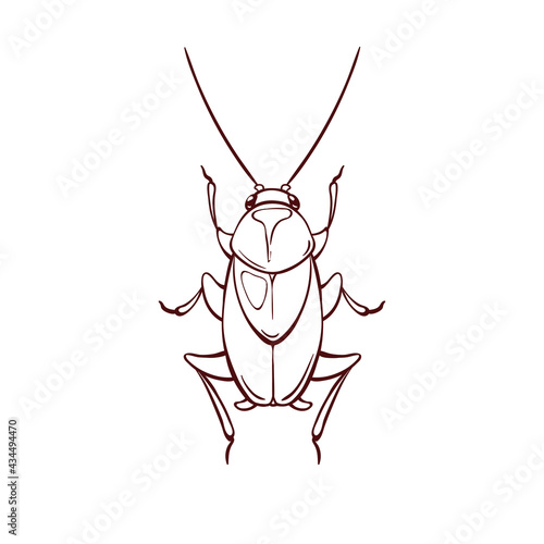 Oriental cockroach, macro of insects. Pest control