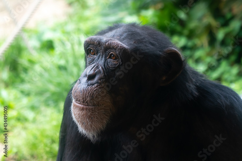 チンパンジーの横顔【雌】 © 関根輝夫