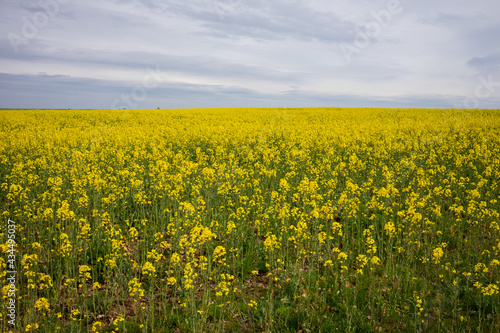 Schönes, gelbes Rapsfeld mit bewölktem Himmel. © Stefan