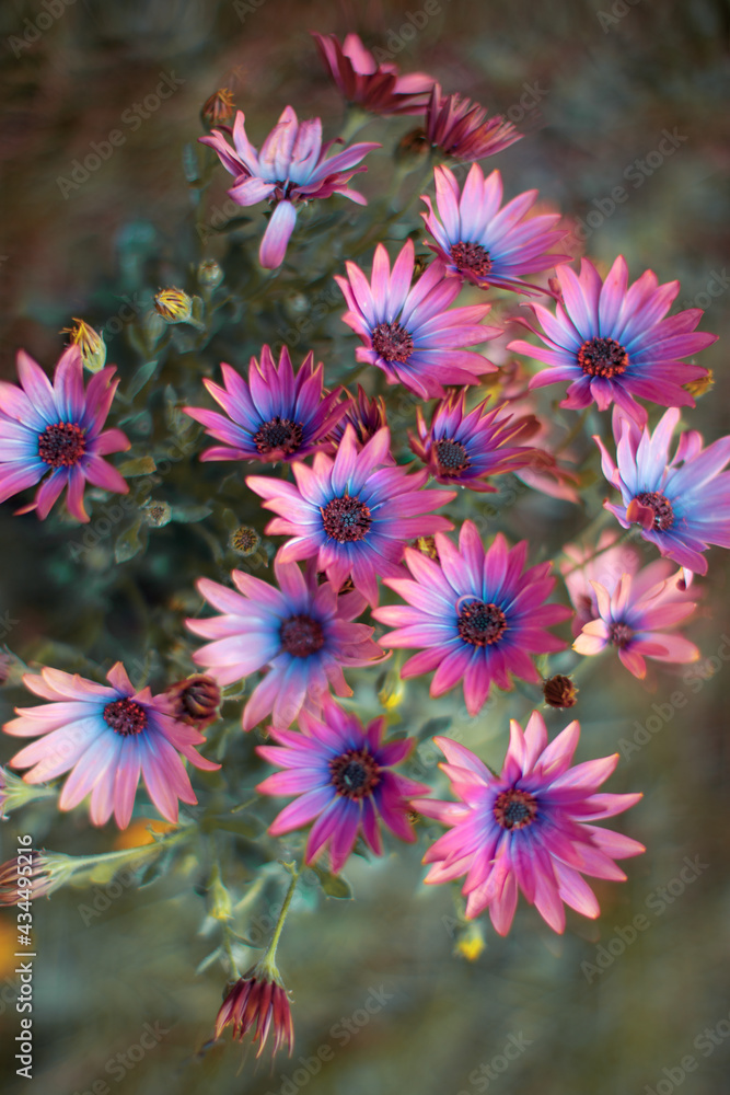 kolorowe kwiaty w ogrodzie