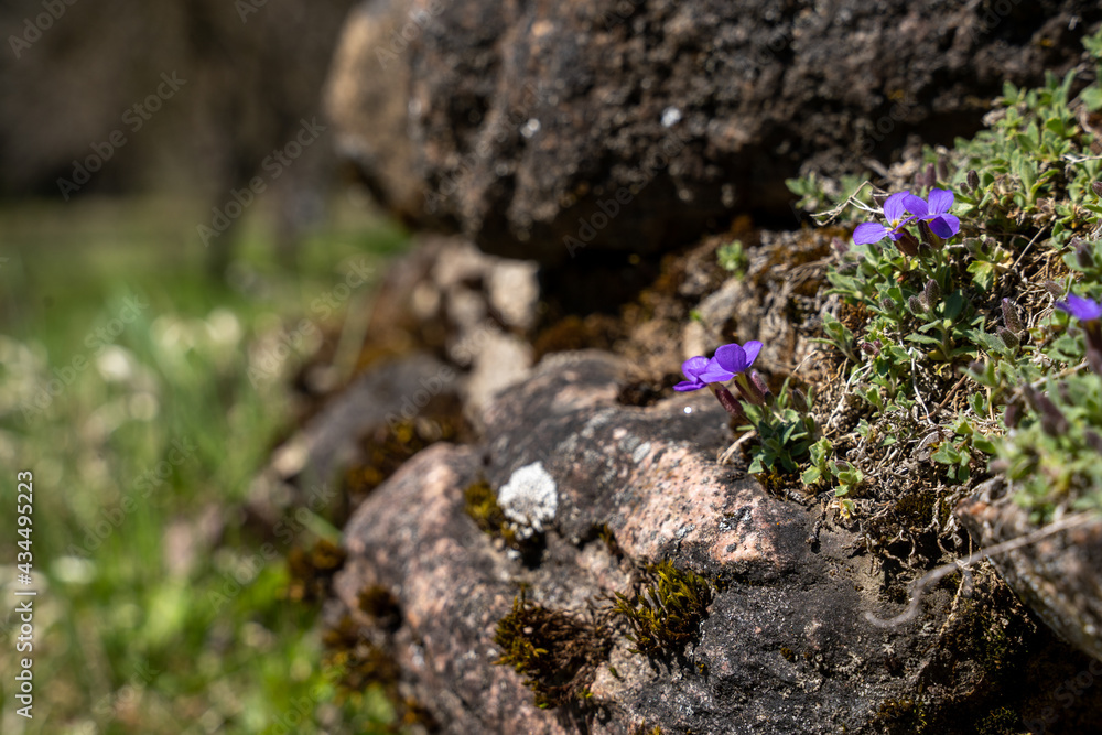 small blue flowers grown among the gray stones small blue flowers grown among the gray stones