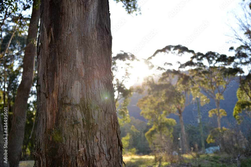 Fototapeta premium Australia