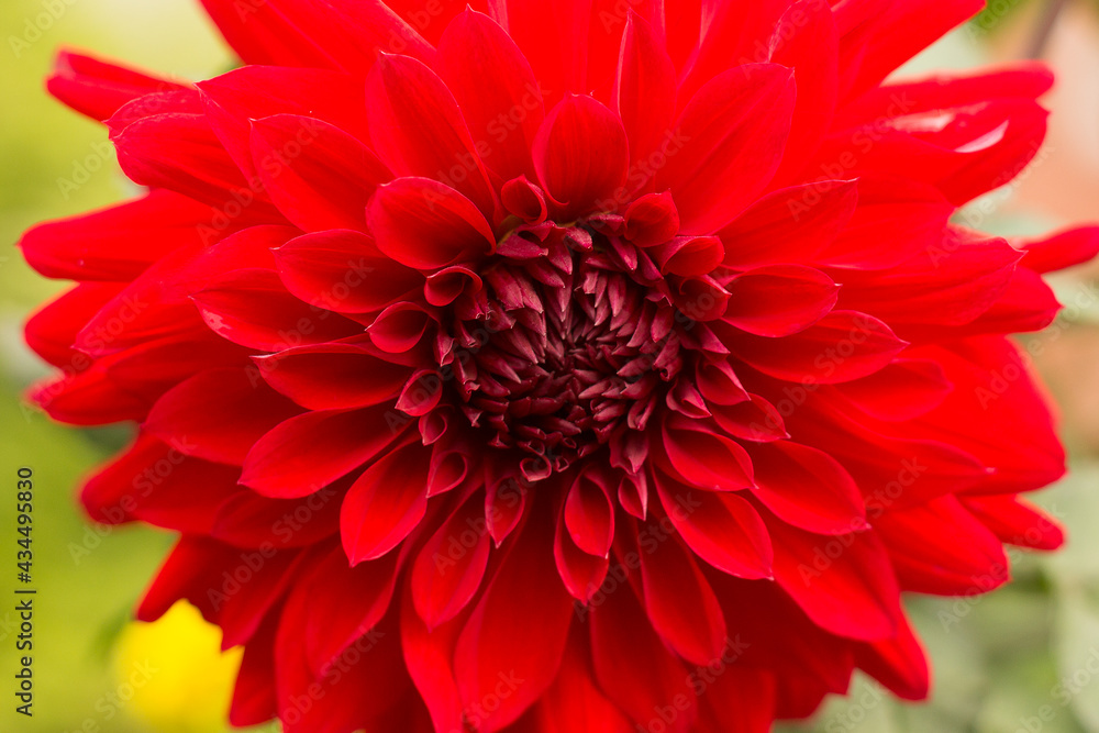 Red dahlia close up. Macro. Red dahlia close up. Macro.