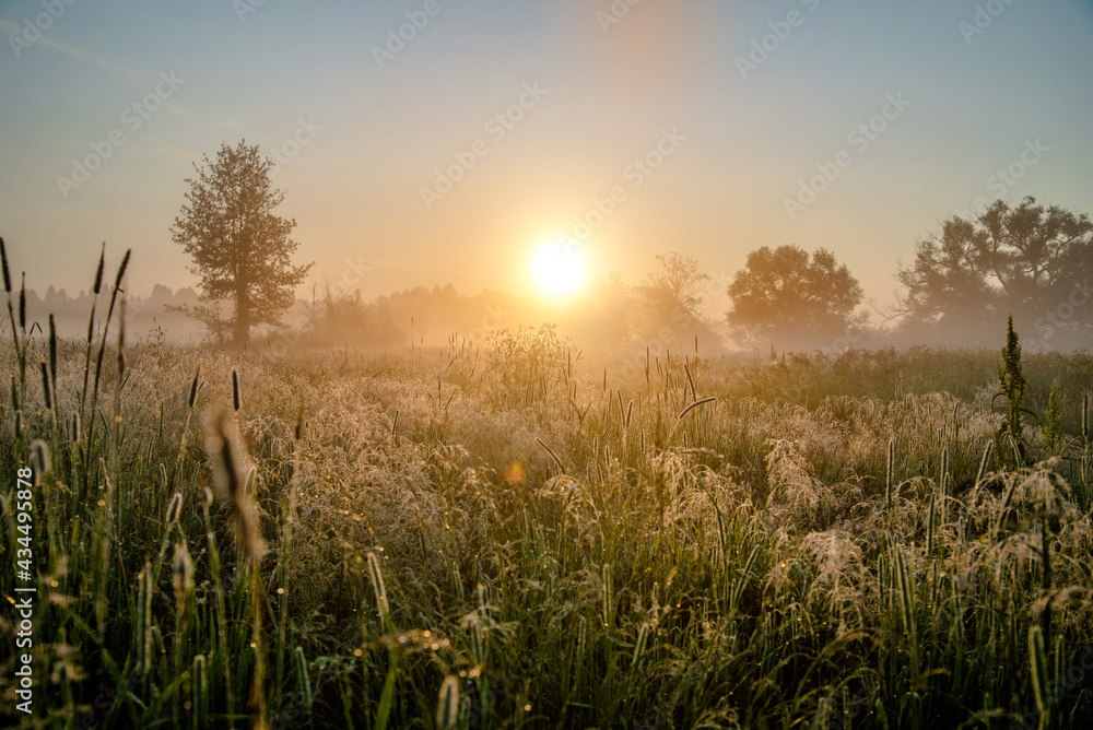 Morning dawn among the trees in the field
