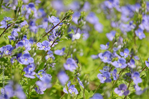 Blue flowers of Veronica chamaedrys in green grass, floral background. Summer meadow, beauty of nature © Oleg