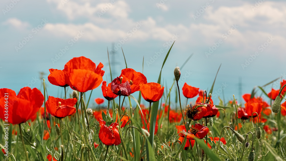 Fototapeta premium Red wild poppy flowers in a meadow in spring, against a cloudy sky. selective focus