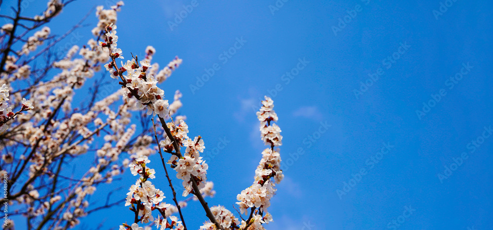 Panoramic shot of flowering cherry branches on a blue clear sky background with copy space: spring time concept. Panoramic shot of flowering cherry branches on a blue clear sky background with copy space: spring time concept.
