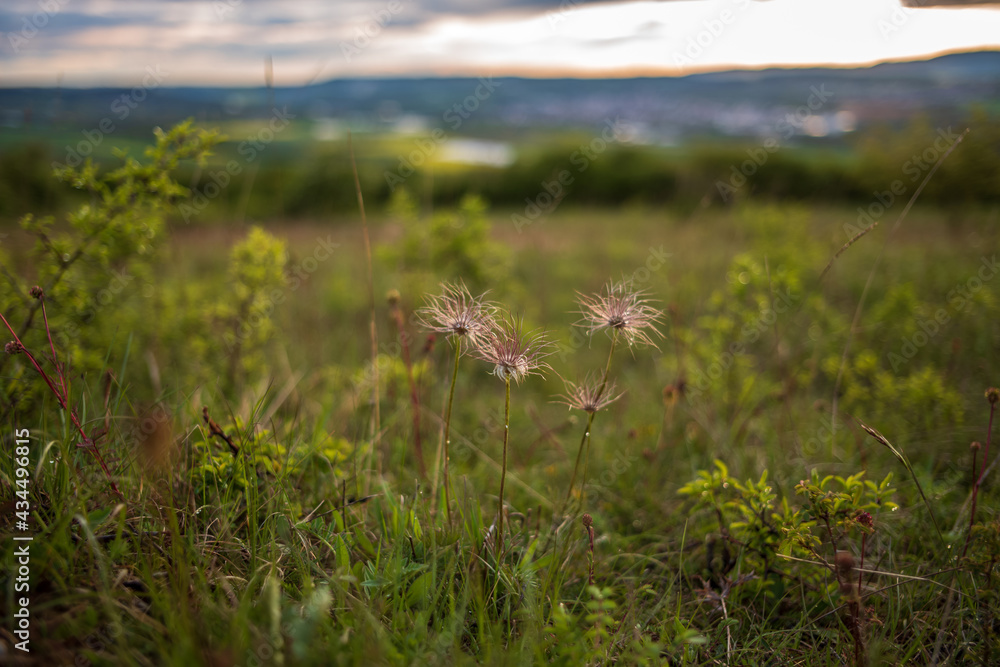 Obraz premium withered pulsatilla