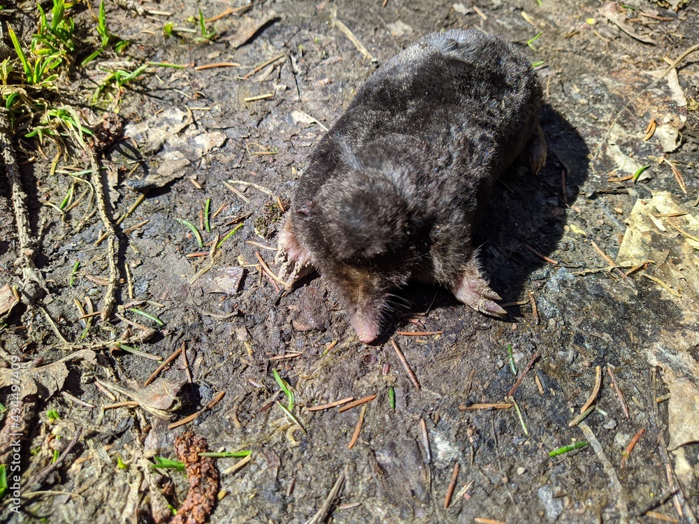 dead black and small desman in the forest at daytime in spring dead black and small desman in the forest at daytime in spring