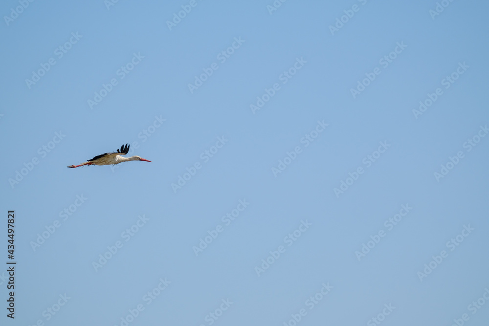 Obraz premium Stork flying in blue sky
