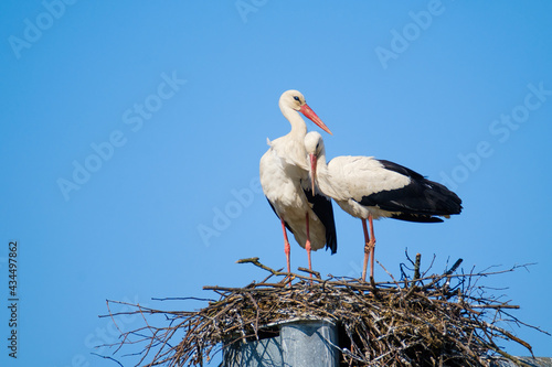 Couple of storks in nest in summer