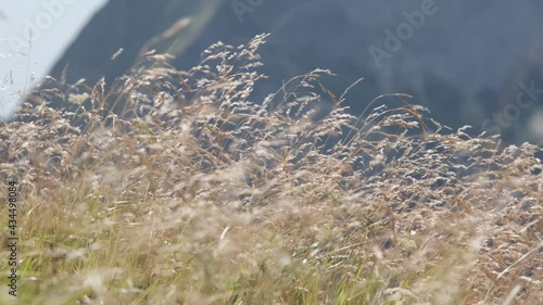 Blades of dry grass move with the strong wind over the mountains.Numerous varieties of plants grow on the mountains of the Apuan Alps in Tuscany, from grass to green plants. Apuan Alps, Tuscany, Italy