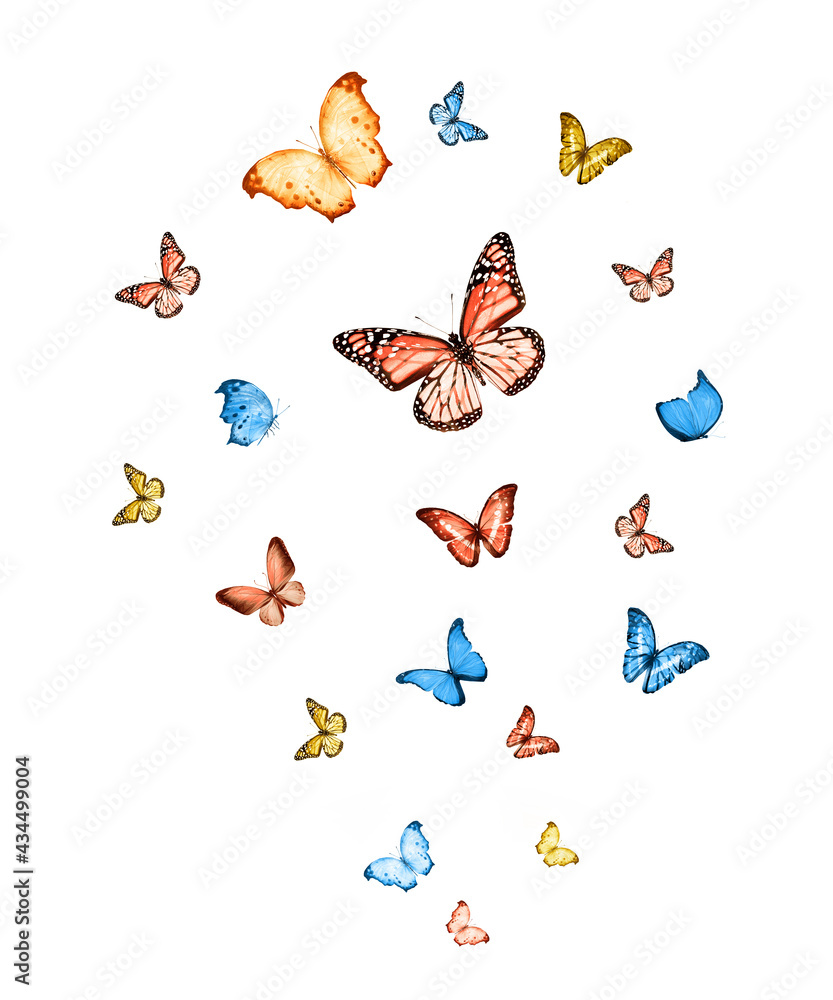 Fototapeta premium Flock of flying butterflies isolated on white