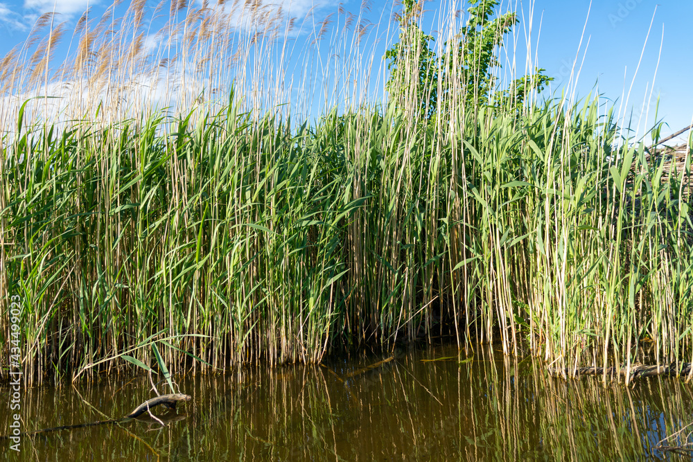 Green reed in a small pond with old wood. Nice Summerday with reflections in the water