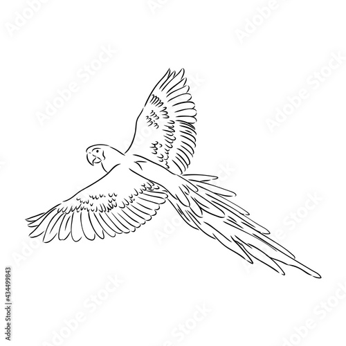 Vector cockatoo silhouette isolated on white background. Tropical bird illustration. Hand drawn parrot with crest. Cacatuidae family, Cacatuoidea superfamily, Psittaciformes order, Aves class bird art