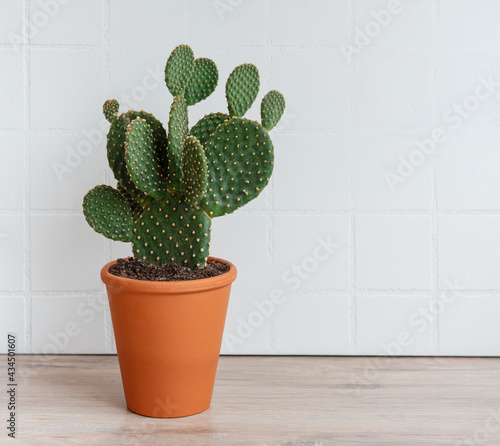 Obraz na plátně Cactus opuntia in pot
