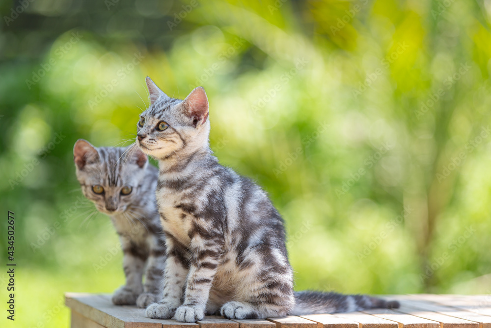 Cute American shorthair cat kitten In the garden Cute American shorthair cat kitten In the garden