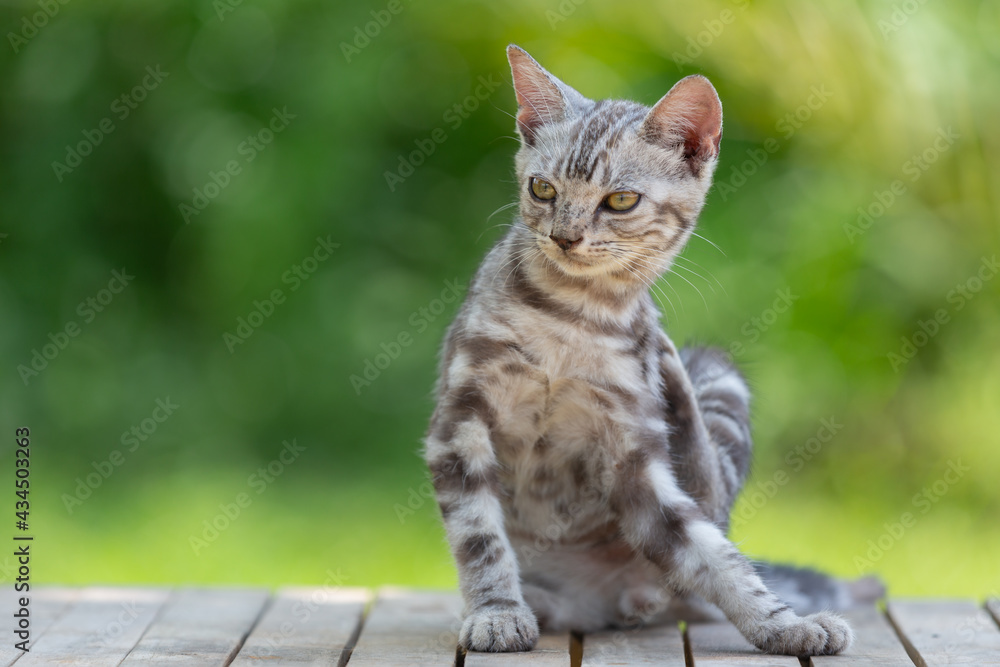Cute American shorthair cat kitten In the garden Cute American shorthair cat kitten In the garden