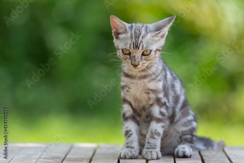 Cute American shorthair cat kitten In the garden