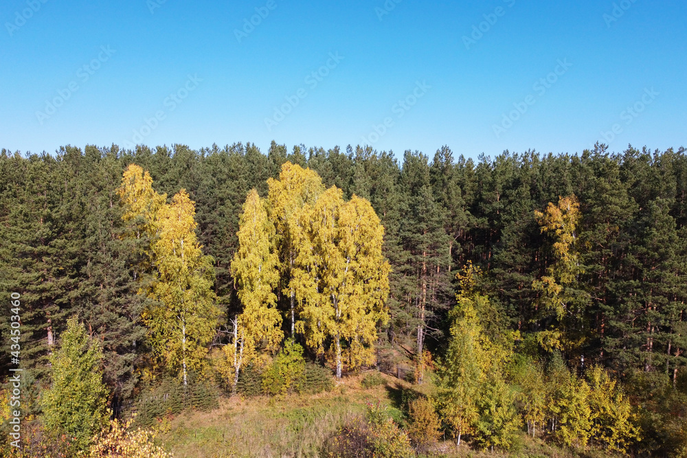 Autumn top view of the  forest