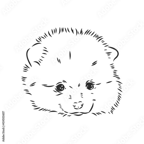 Pomeranian dog hand drawn sketch. Purebred lap dog face on white background.