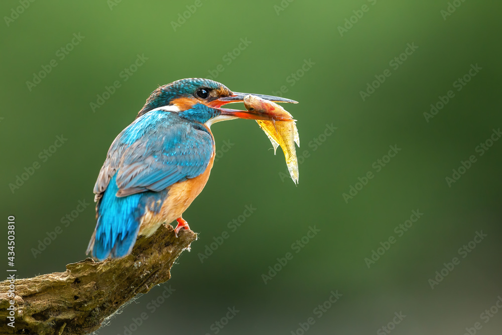 Obraz premium Beautiful common kingfisher, alcedo atthis, with colorful feathers holding a fish . Female bird resting on branch with a catch in beak. Close up of exotic wild animal in green summer.