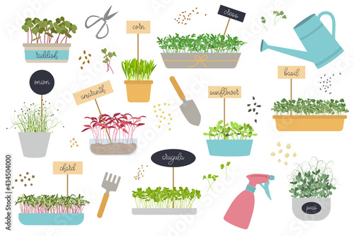 Set of potted Microgreens. Tools for gardening micro greens at home, seeds and sprouts. Healthy Food. Garden accessories, plants in pots. Flat cartoon Vector Illustration Isolated on White Background.