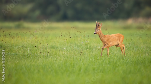 Beautiful roe deer, capreolus capreolus, buck walking on the green meadow in summer with copy space. Tranquil wild animal walking slow on a pasture.