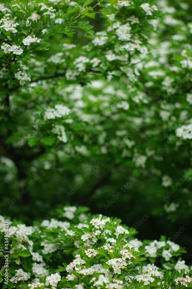 Blooming hawthorn tree with white flowers in spring garden. Blooming hawthorn tree with white flowers in spring garden.