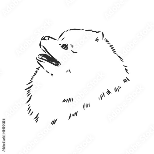 Pomeranian dog hand drawn sketch. Purebred lap dog face on white background.