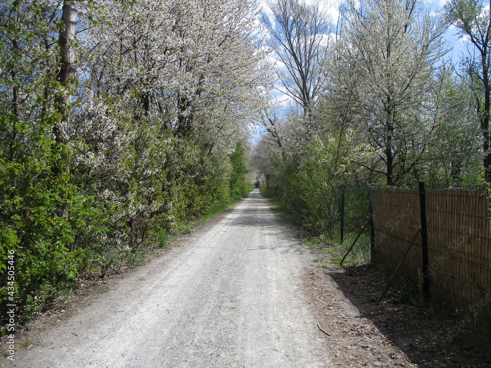 Fototapeta premium Feldweg mit Wildobsthecke
