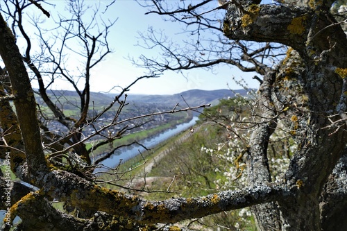 Blick durch einen Naturrahmen aus Zweigen auf den Mosellauf mit Weinbergen im Frühling am Brauneberger Juffer photo