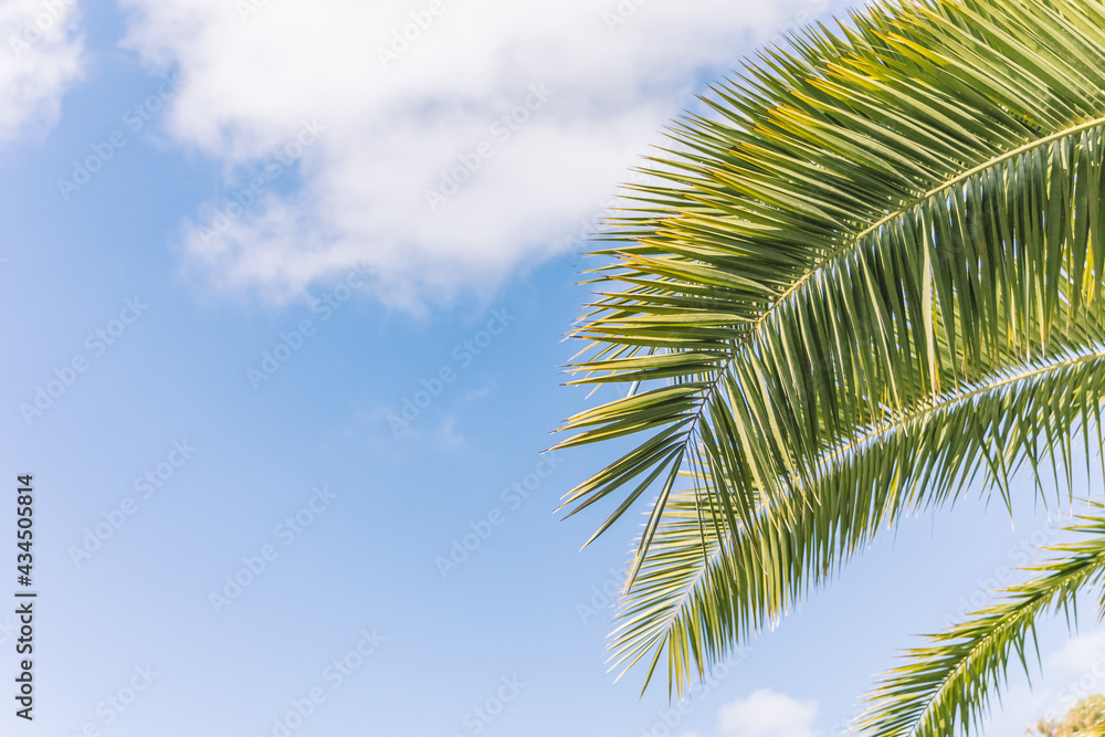 green palm branches on a background of blue sky. summer background with palm trees.