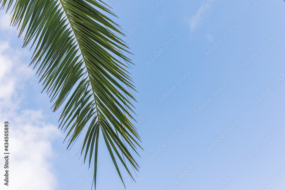 blue sky with small clouds. sky background texture. summer sky with palm branches blue sky with small clouds. sky background texture. summer sky with palm branches