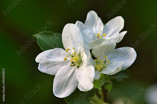 white flowers on a tree branch in spring