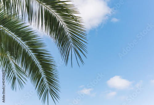 blue sky with small clouds. sky background texture. summer sky with palm branches © Nazar