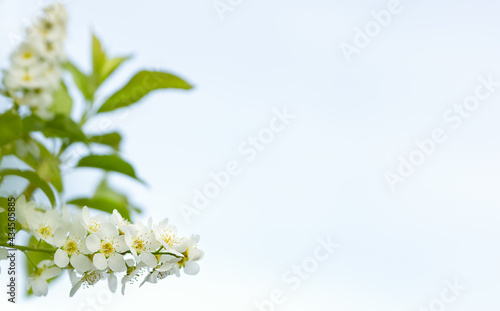 white flowers on a white background. Blooming bird cherry