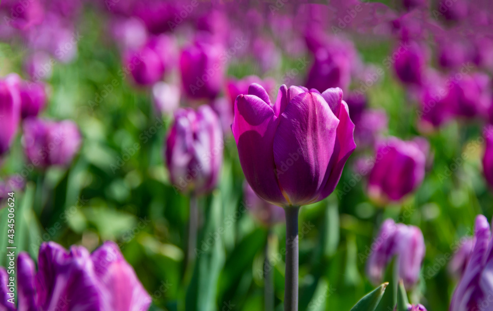 Fototapeta premium Tulip field. Beautiful field with tulips.