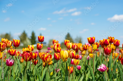 Tulip field. Beautiful field with tulips.