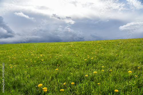 Fototapeta Naklejka Na Ścianę i Meble -  Eine Blumenwiese im Frühling mit Wolken Hintergrund