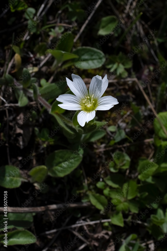 First spring mountain flowers. Wild nature Landscape, mountains,fields. Desktop wallpaper
First spring mountain flowers. Wild nature Landscape, mountains,fields. Desktop wallpaper