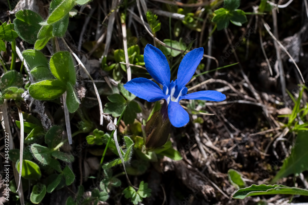 First spring mountain flowers. Wild nature Landscape, mountains,fields. Desktop wallpaper
First spring mountain flowers. Wild nature Landscape, mountains,fields. Desktop wallpaper