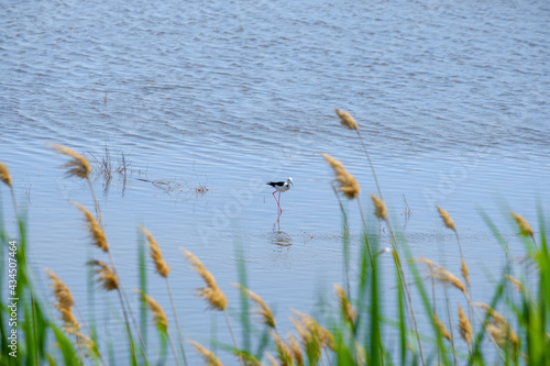 A black-winged lapwing on stilt legs searches for food in shallow water on a sunny day against a background of green grass. Bird life in the wild.