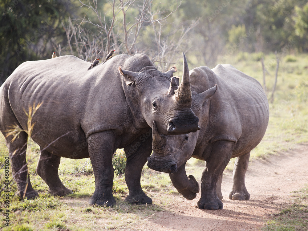 Two white rhinoceroses facing the camera and playfully nudging at each other kicking up dust Two white rhinoceroses facing the camera and playfully nudging at each other kicking up dust