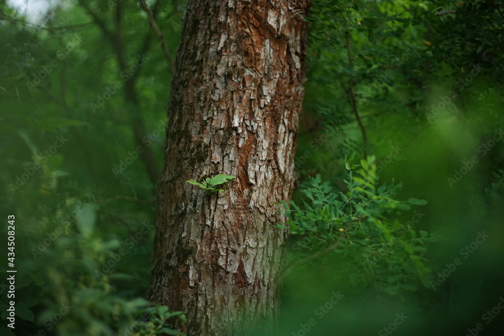 Acacia tree trunk in spring forest with green leaves around Acacia tree trunk in spring forest with green leaves around