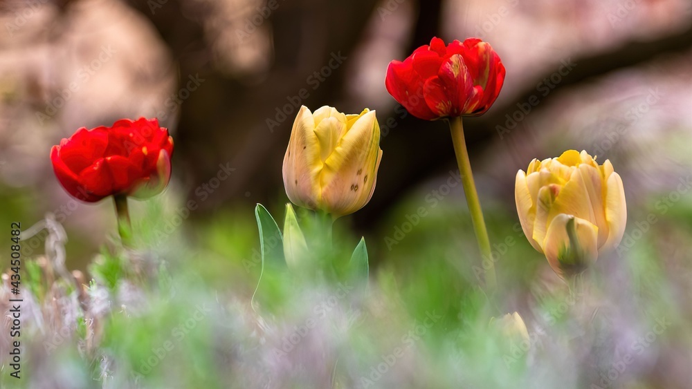 Tulipany na wiosnę w różnych kolorach - obrazy, fototapety, plakaty 