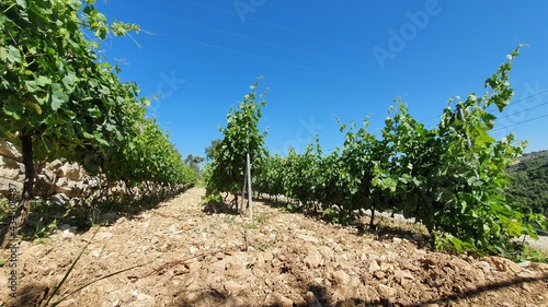 Vineyard Close view. Summer season. Red wine in the making. Syrah, Cabernet sauvignon, Cabernet Franc, Merlot. Wine tasting. Family business in the mountains. Wine lovers. Vineyard walk tour