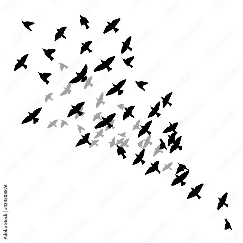 A flock of flying birds. Vector illustration