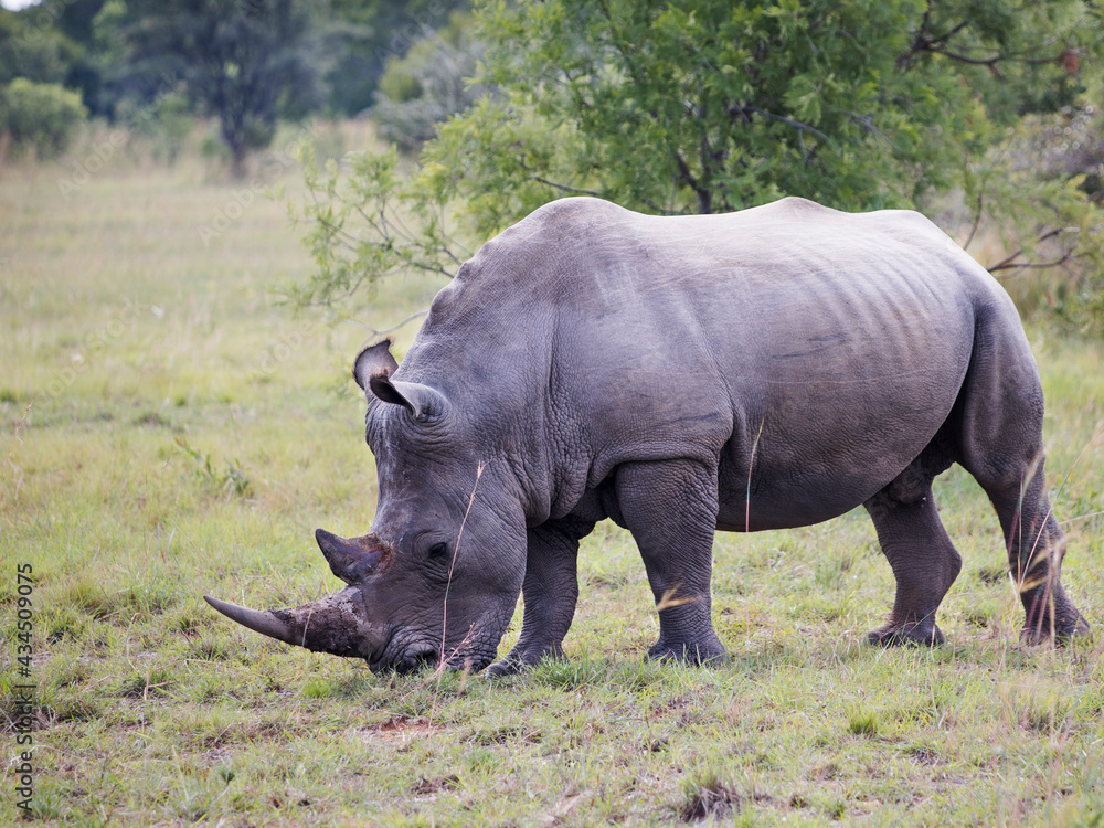 Obraz premium White rhinoceros bull standing on short grass grazing full length shot